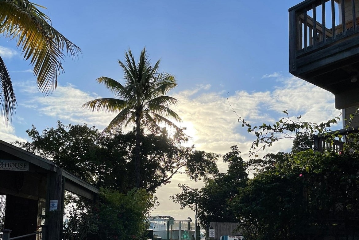 Palm tree silhouettes