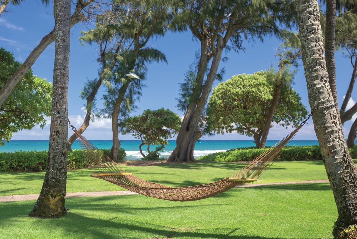 hammock by palm trees