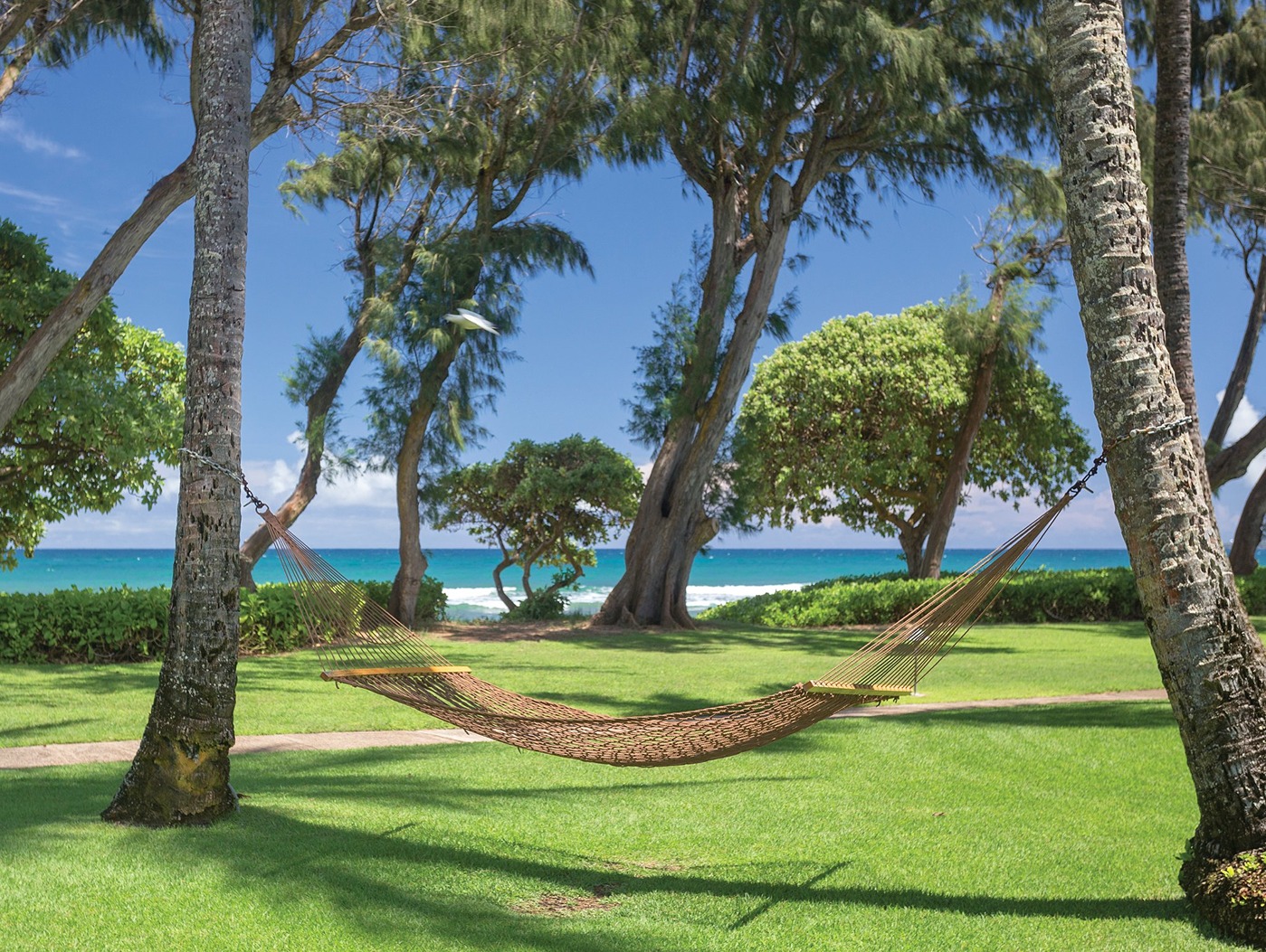 hammock by palm trees