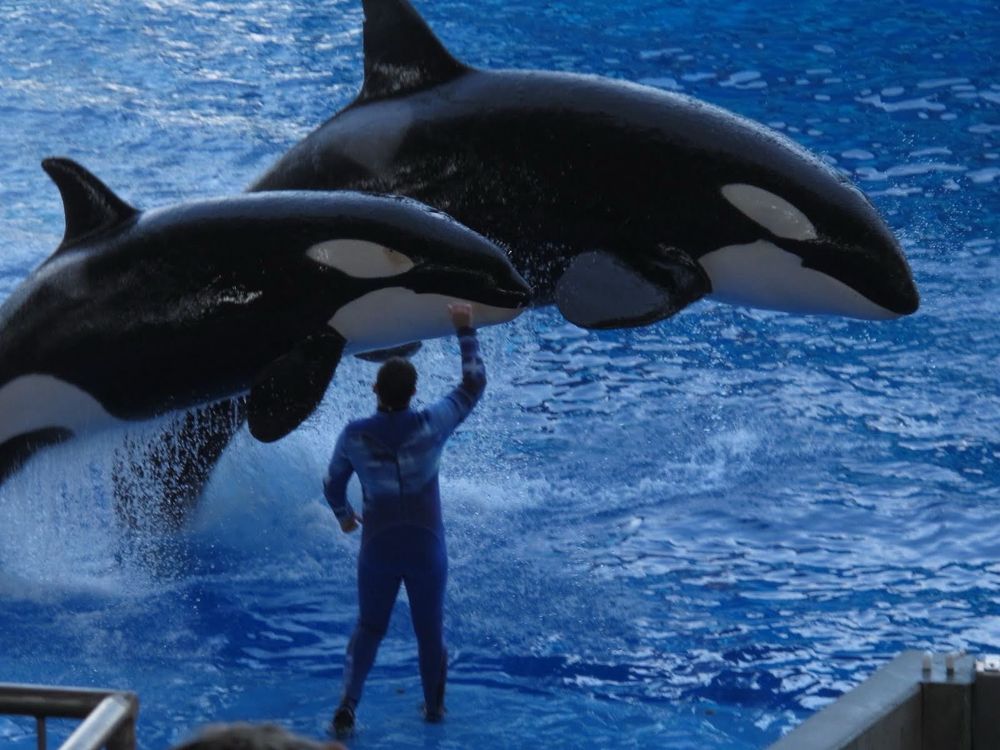 Wyndham Resorts Locations: SeaWorld Orlando