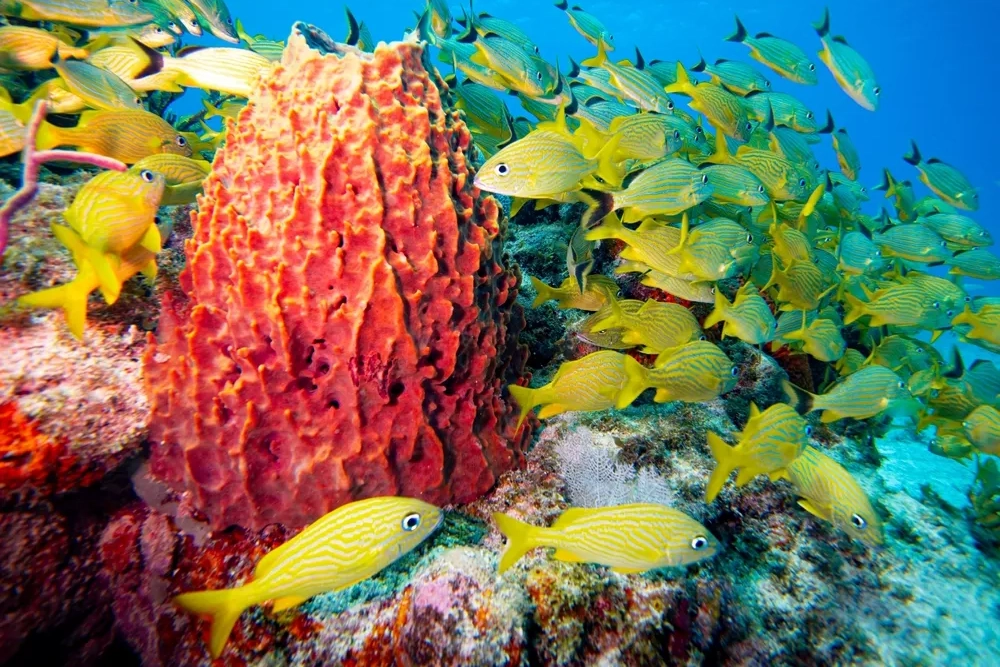 Reef in the Florida Keys