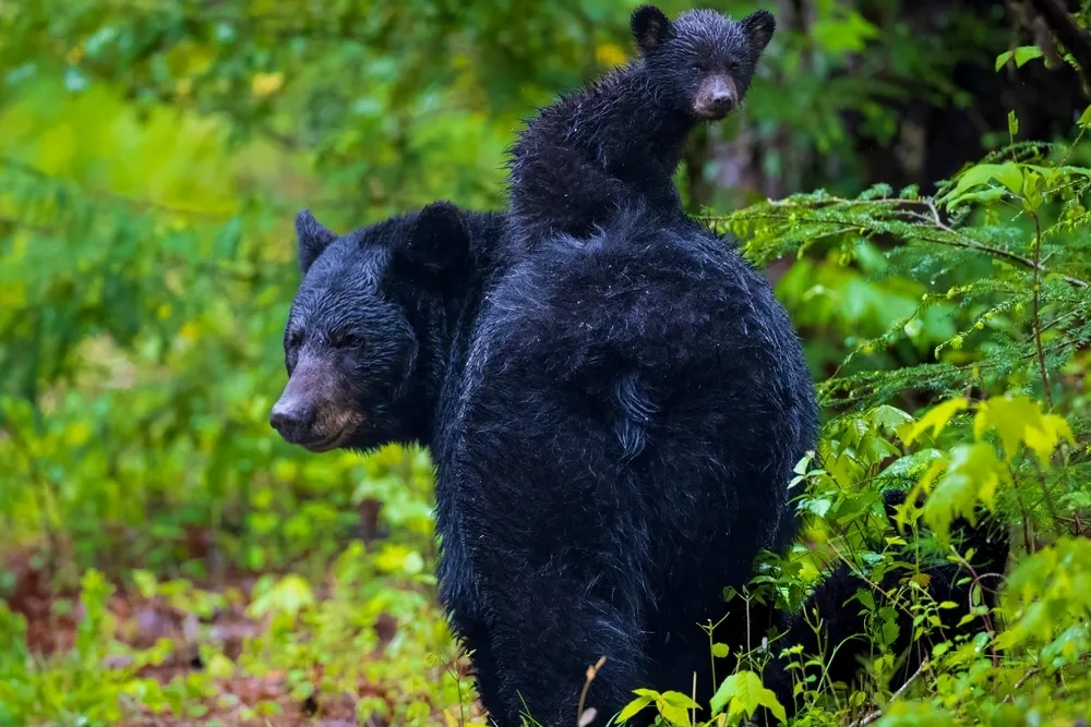 Summer Vacation Ideas: Gatlinburg Wildlife