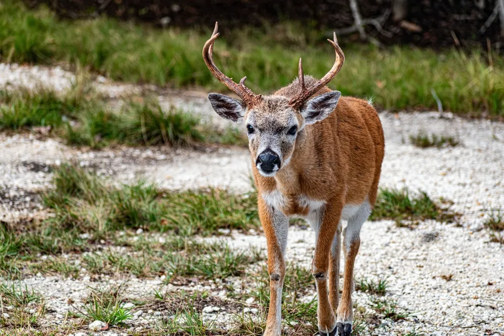 Key Deer