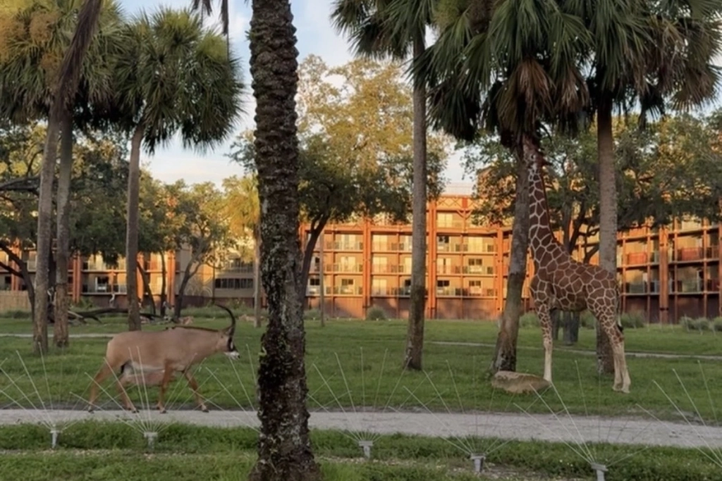 Animal Kindgom Lodge: Best Disney World Resort for Solo Travelers