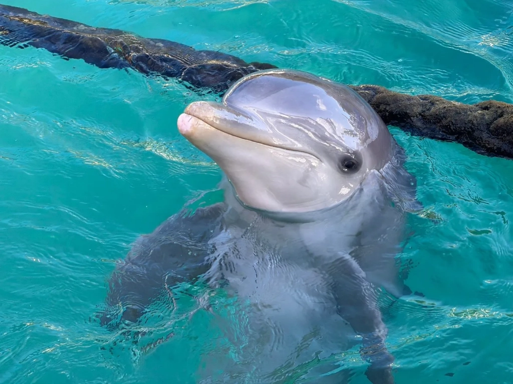 Nassau Vacation: Blue Lagoon