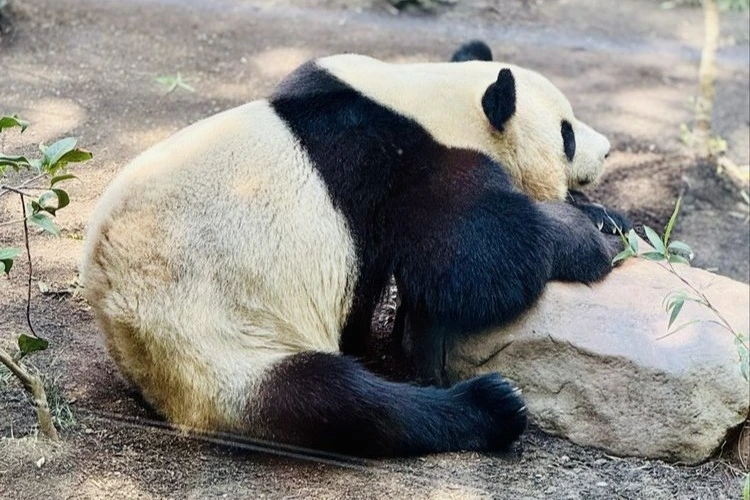 Panda at San Diego Zoo