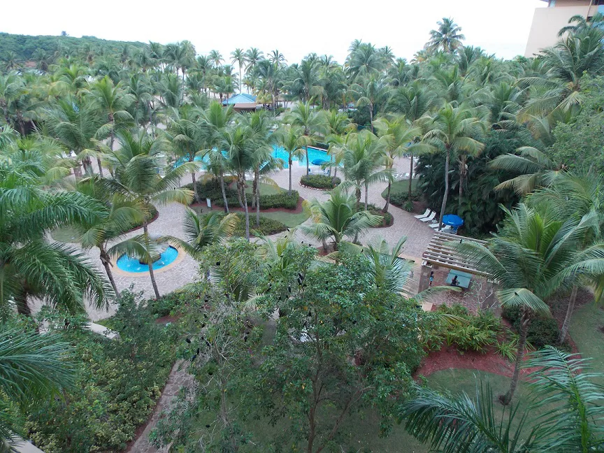 Aerial view of a palm-lined pool with blue umbrellas at a timeshare in Puerto Rico.