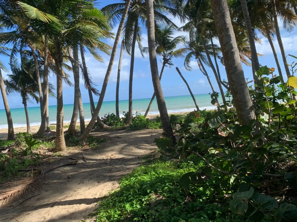 Sandy path through leaning palm trees leading to a calm turquoise beach under a blue sky.
