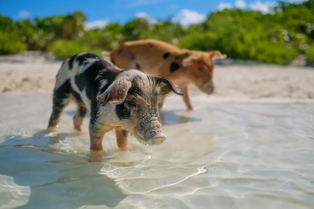 Timeshare in Bahamas: Beach Pigs