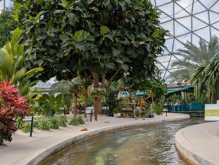 Tropical greenhouse dome with a large tree, water channel, and lush plants surrounding a small garden shop area.