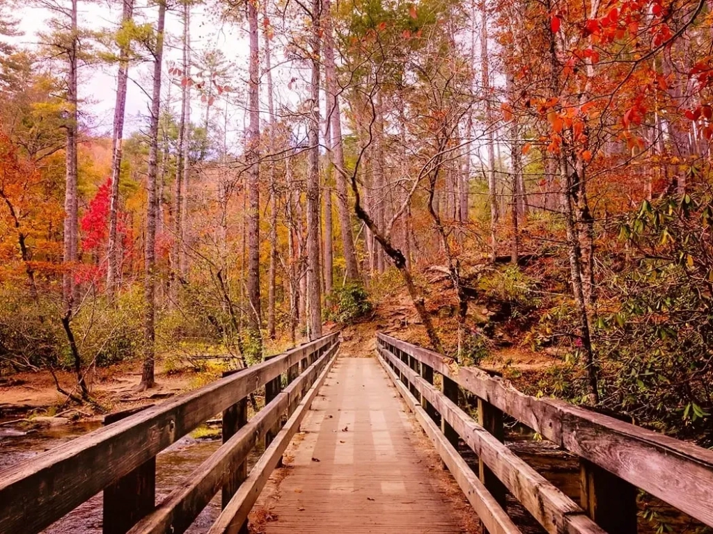 Smokies Fall Foliage
